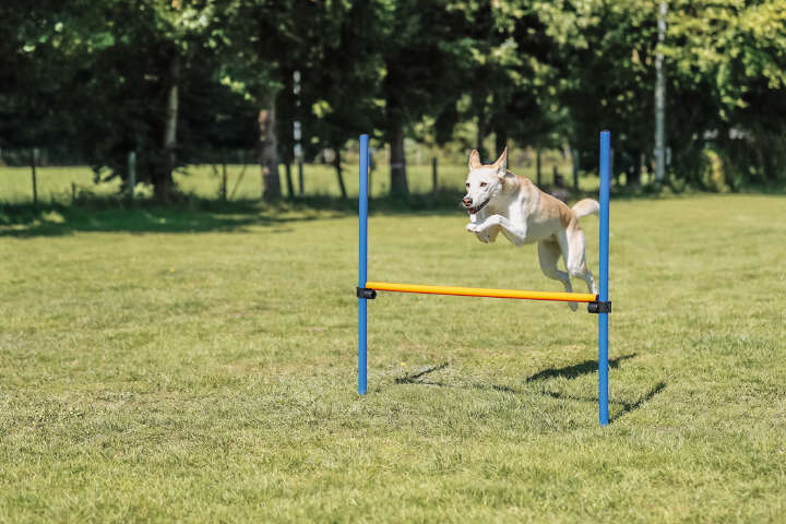 TRIXIE Hunde-Trainingshürde Fun Agility